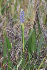 Pontederia cordata