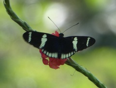 Heliconius