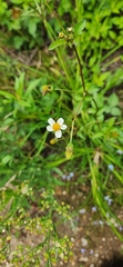 Bidens alba