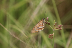 Acraea rahira