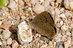 Zizeeria knysna