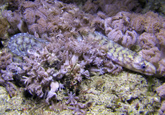 Gymnothorax chilospilus