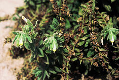 Podonosma orientalis