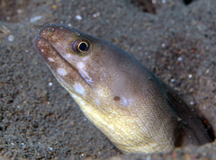 Gymnothorax davidsmithi