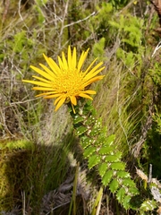 Berkheya barbata