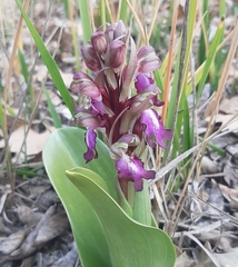 Himantoglossum robertianum
