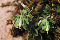 Podonosma orientalis