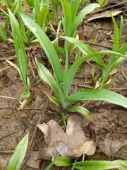 Hemerocallis fulva