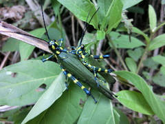 Chromacris psittacus