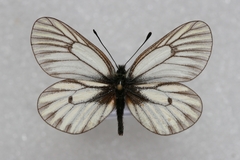 Mesapia peloria