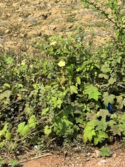 Camonea vitifolia
