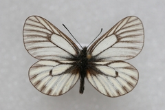 Mesapia peloria