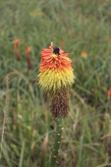 Kniphofia linearifolia