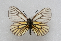Mesapia peloria