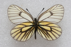 Mesapia peloria