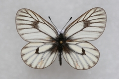 Mesapia peloria