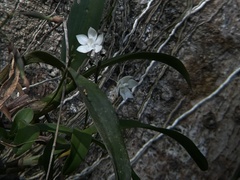 Caularthron bilamellatum