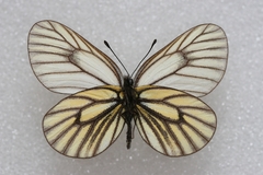 Mesapia peloria