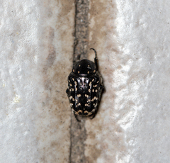 Oxythyrea