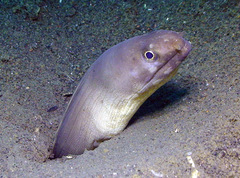 Gymnothorax davidsmithi