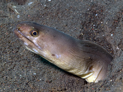 Gymnothorax davidsmithi