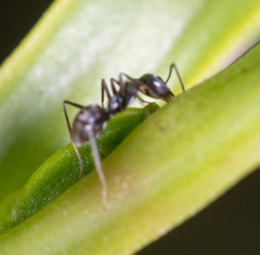 Iridomyrmex anceps
