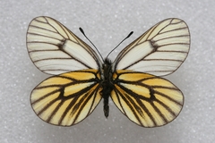 Mesapia peloria