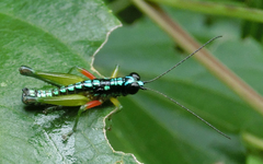 Lithoscirtus viceitas