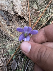 Viola pedata