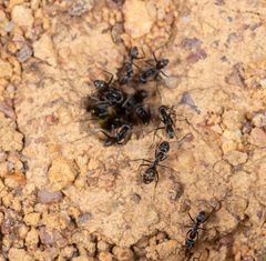 Iridomyrmex anceps