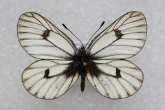 Mesapia peloria