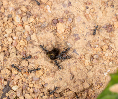 Iridomyrmex anceps