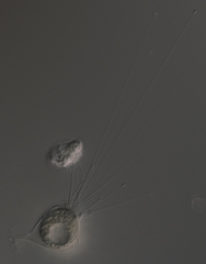 Metacineta
