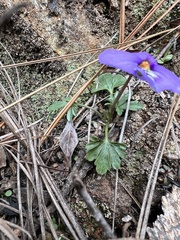 Viola pedata