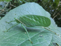 Lophaspis
