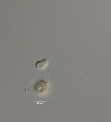Metacineta