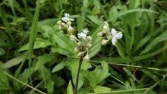 Tripogandra serrulata