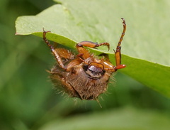 Amphimallon solstitiale