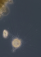 Metacineta