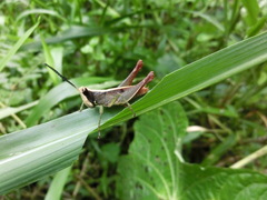 Maculiparia rotundata