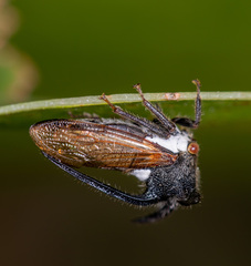 Leptocentrus