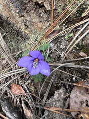 Viola pedata