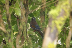 Trochalopteron morrisonianum