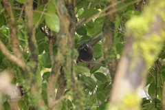 Trochalopteron morrisonianum