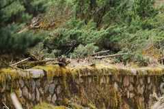 Trochalopteron morrisonianum