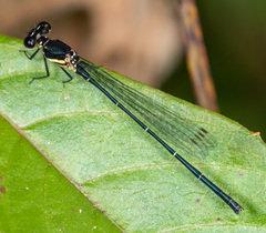 Onychargia atrocyana