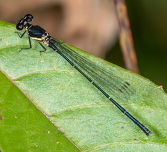 Onychargia atrocyana