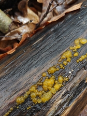 Dacrymyces lacrymalis