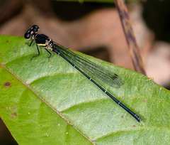 Onychargia atrocyana