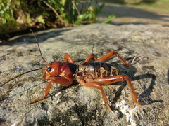 Stenopelmatus sartorianus